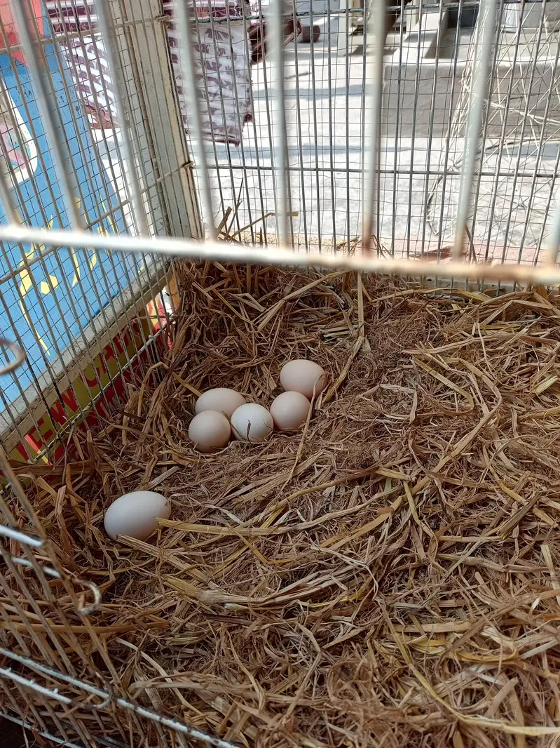 Desi Eggs for sale | Pure Desi eggs | Brown eggs | Desi eggs — photo 4