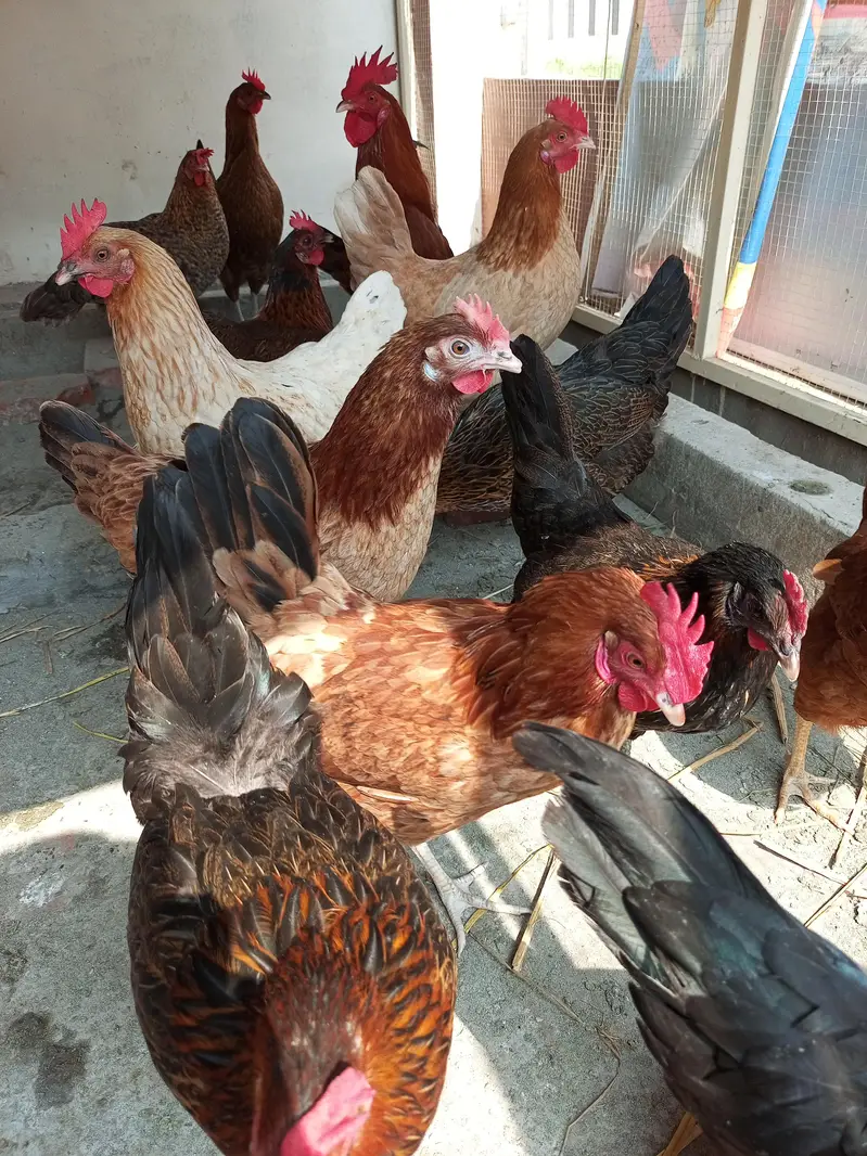 Desi Eggs for sale | Pure Desi eggs | Brown eggs | Desi eggs — photo 5