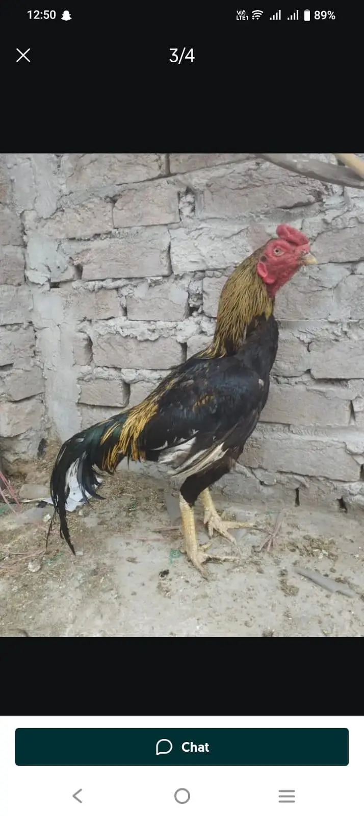 Aseel murga 0303//8868142 — photo 3