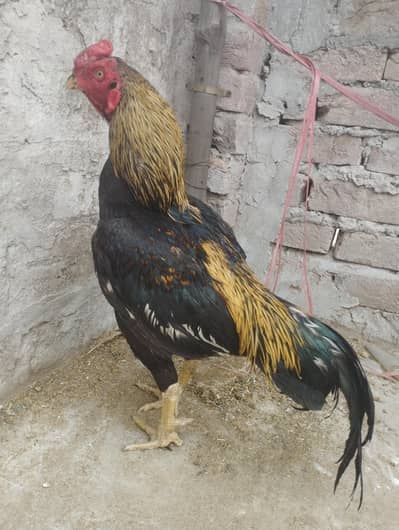 Aseel murga 0303//8868142