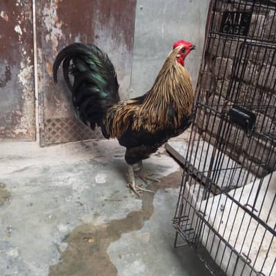 English gamer murga urgent for sale
