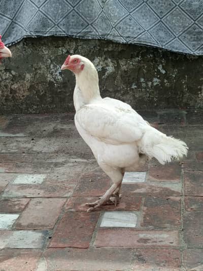 Paper White Heera Aseel