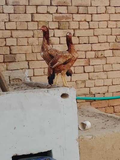 2 Hens