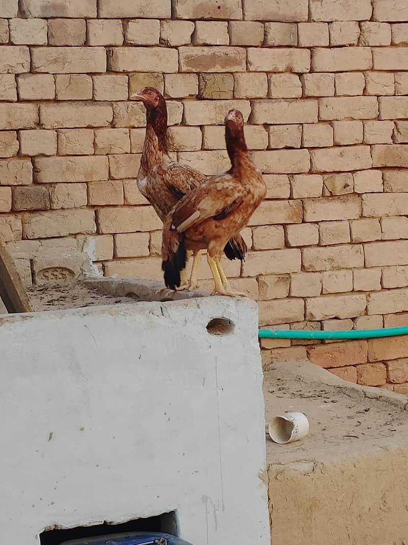 2 Hens 0