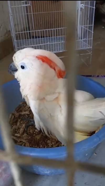 Moluccan cockatoo chick