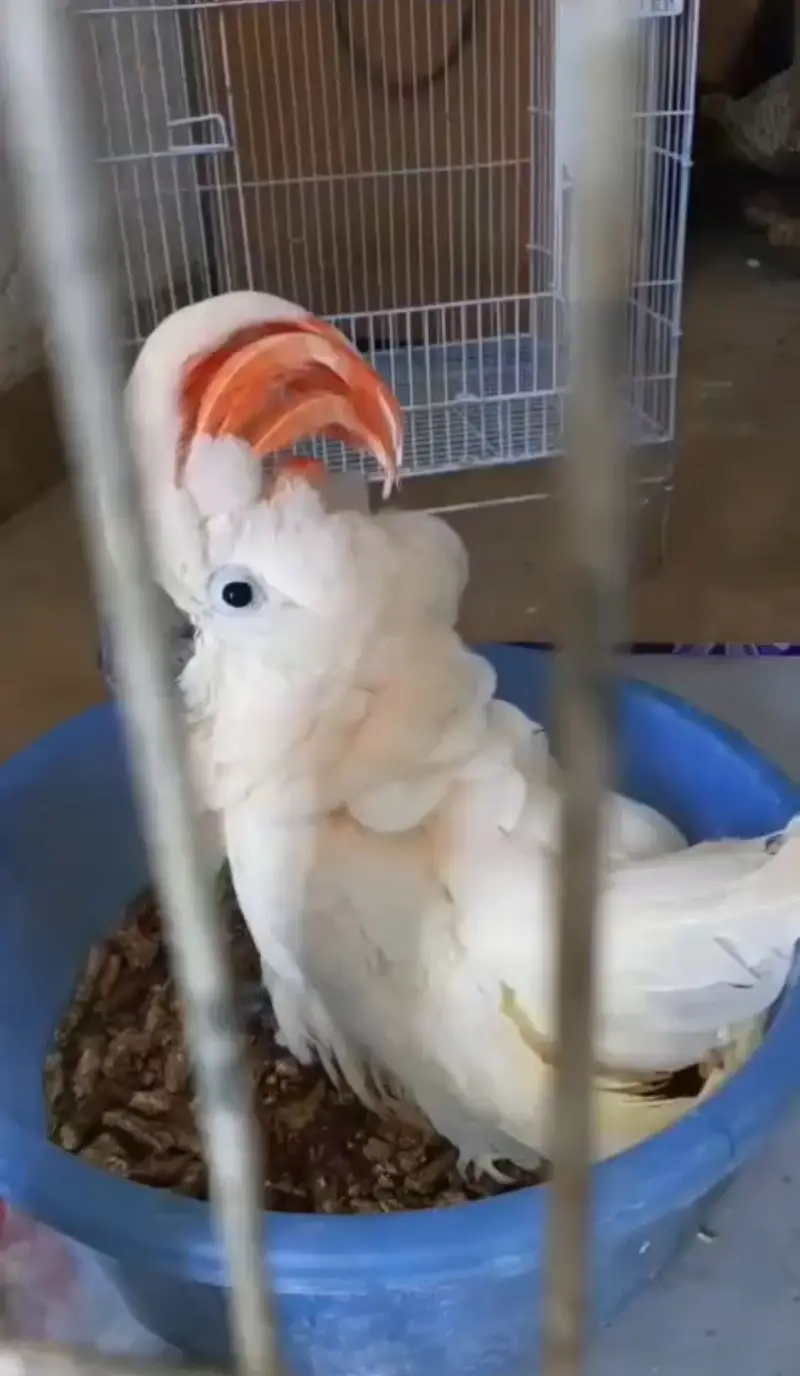 Moluccan cockatoo chick — photo 2