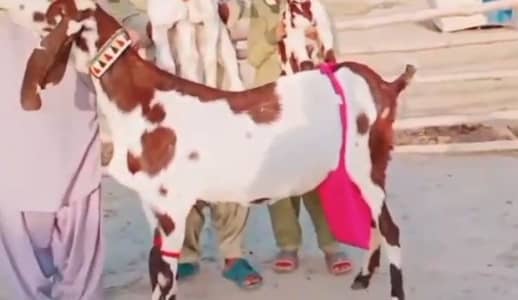 3 Bachoon Wali Bakri For sale WhatsApp 03102729869