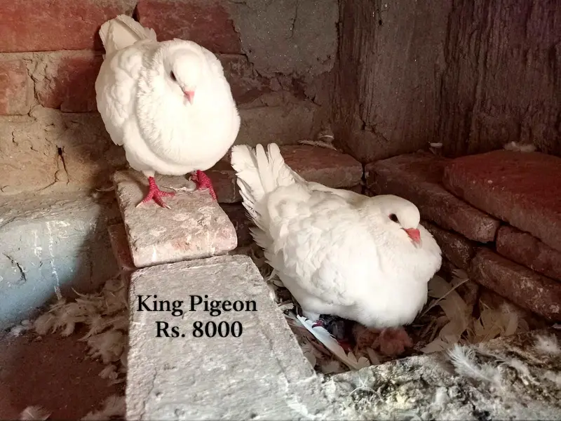 King pigeon, fril back Kabutar, king pathy