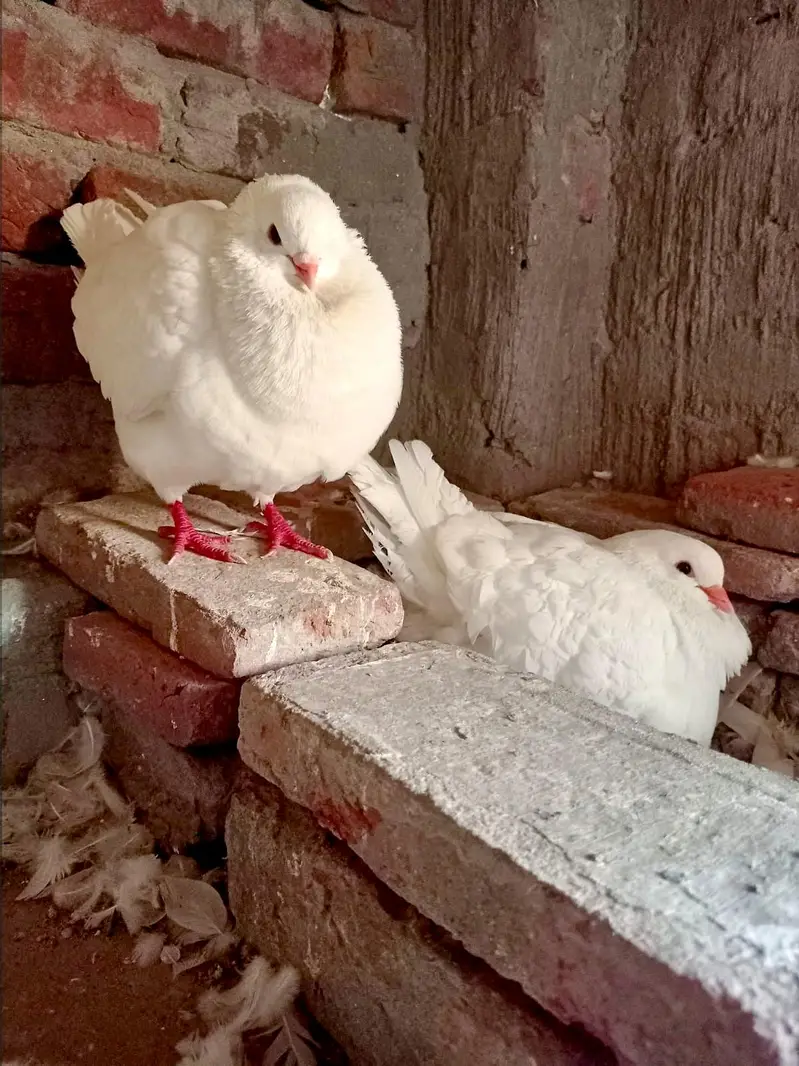 King pigeon, fril back Kabutar, king pathy — photo 3