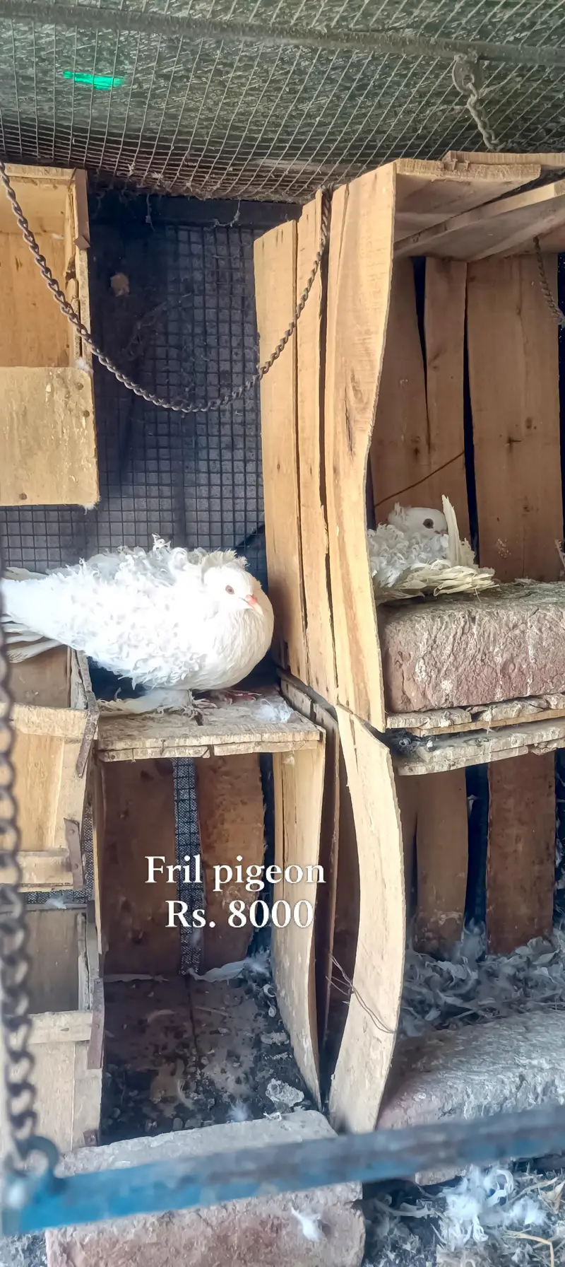 King pigeon, fril back Kabutar, king pathy — photo 4