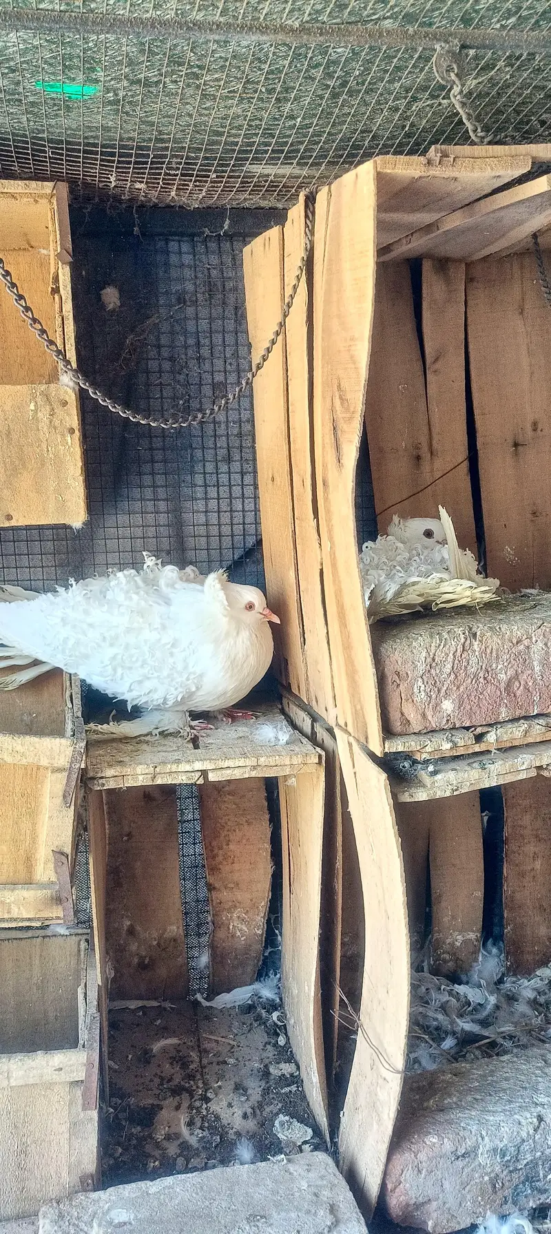 King pigeon, fril back Kabutar, king pathy — photo 5