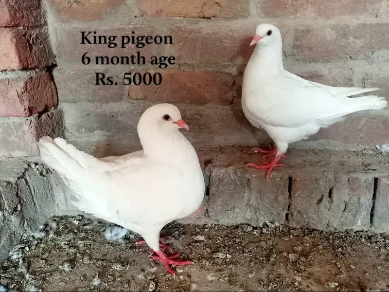 King pigeon, fril back Kabutar, king pathy — photo 6