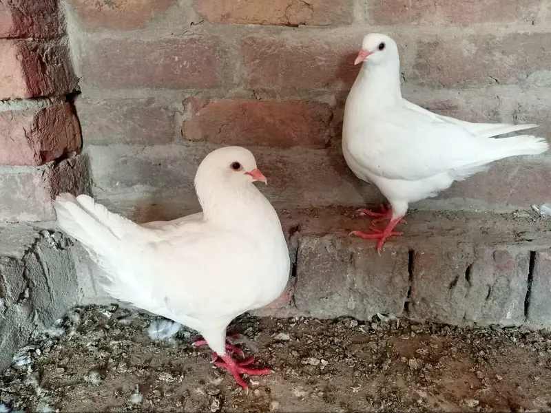 King pigeon, fril back Kabutar, king pathy — photo 7