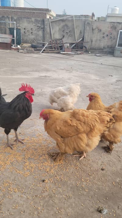 heavy golden buff  hens