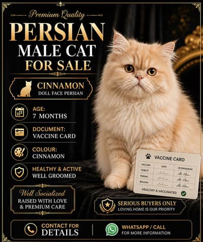 Premium Persian Male Kitten Cinnamon With Complete Accessories