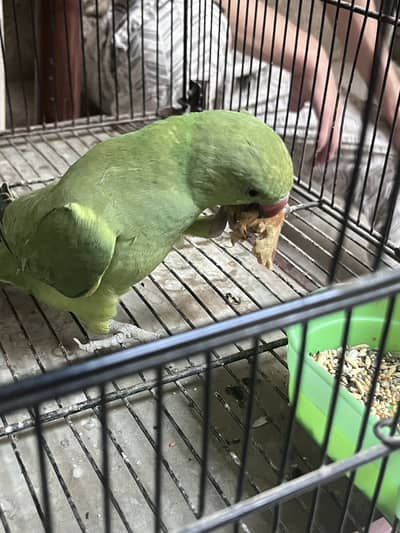 Baby parrot for sale