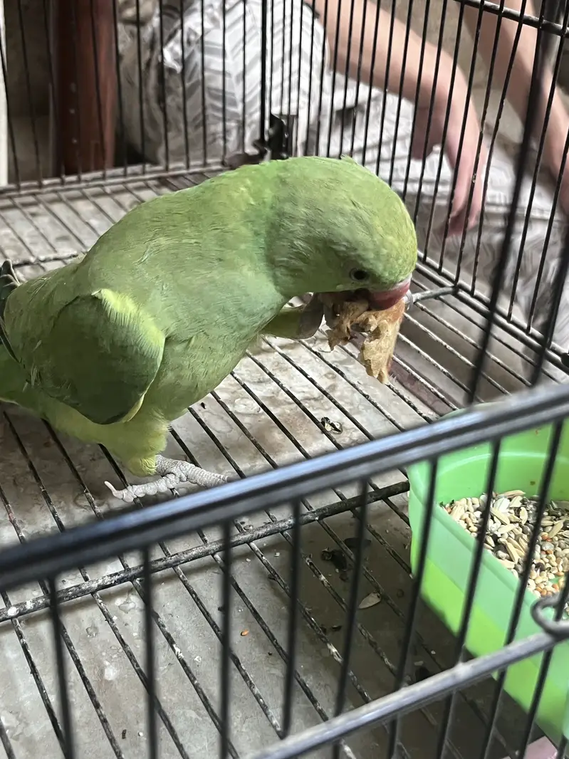 Baby parrot for sale