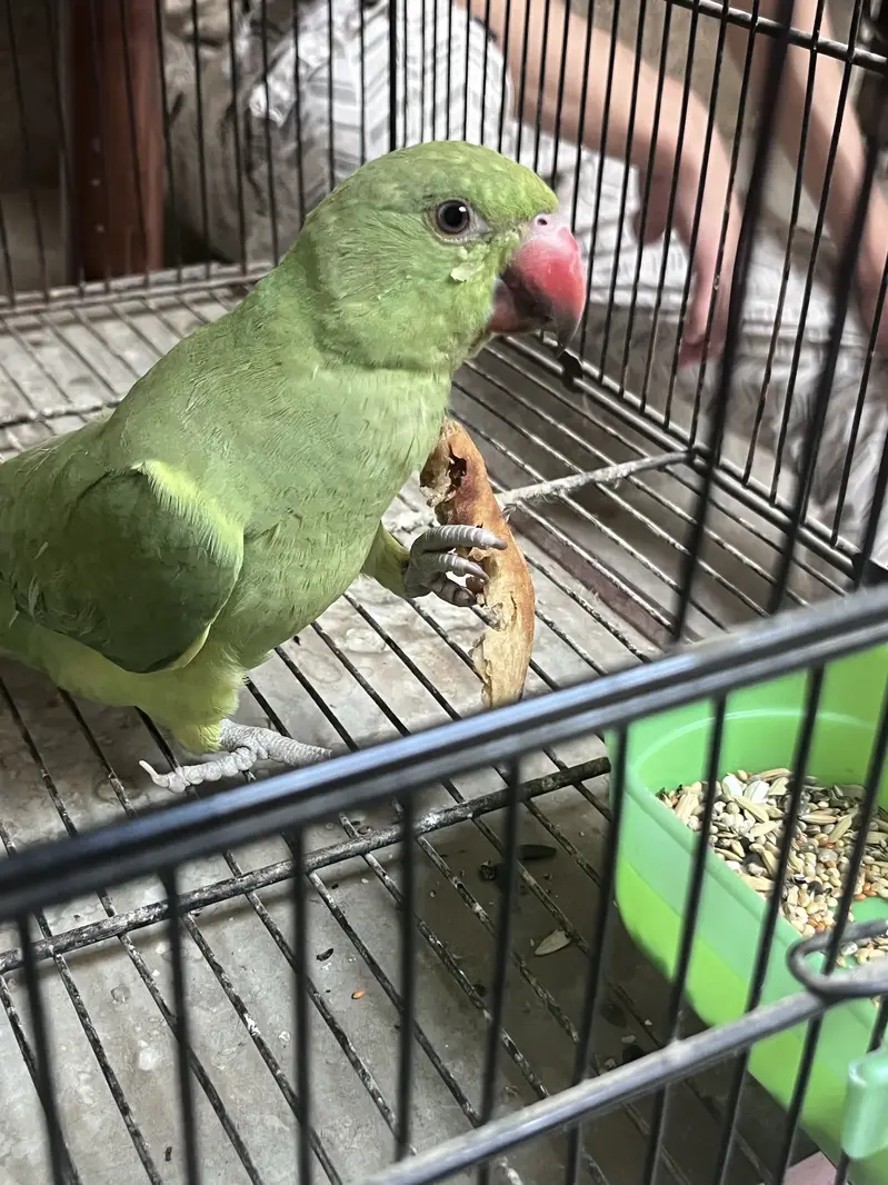 Baby parrot for sale — photo 2