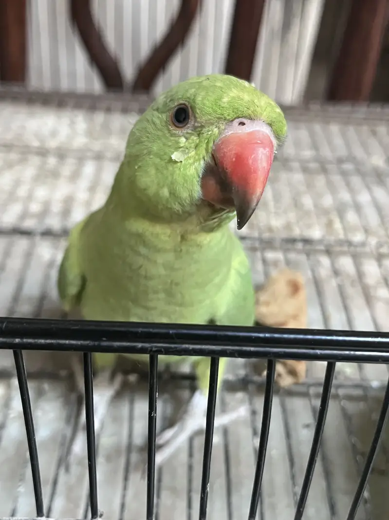 Baby parrot for sale — photo 3