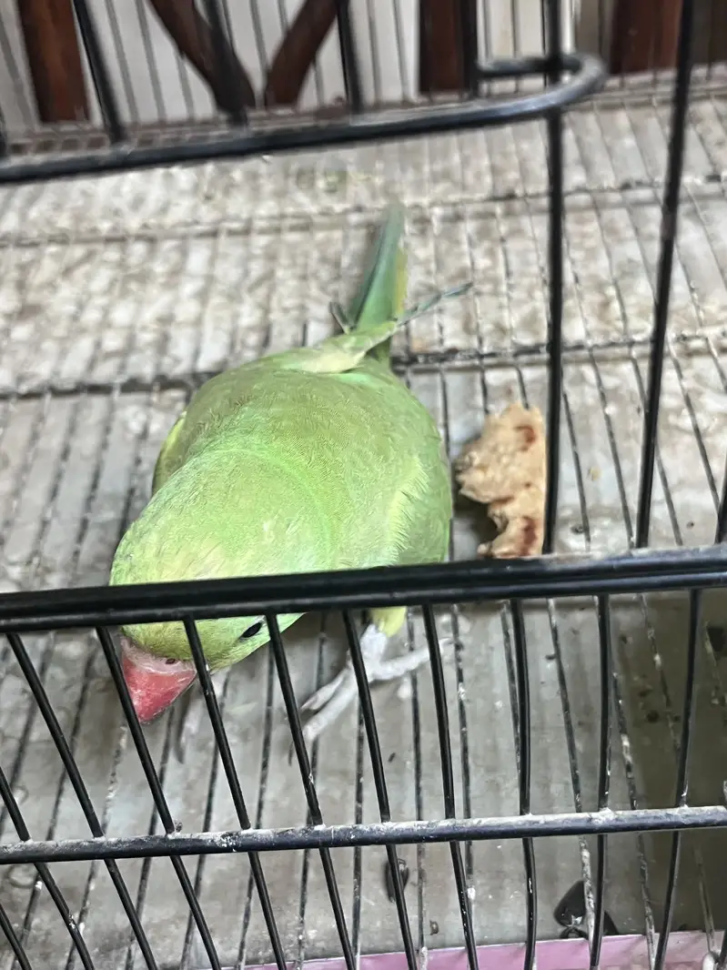 Baby parrot for sale — photo 4