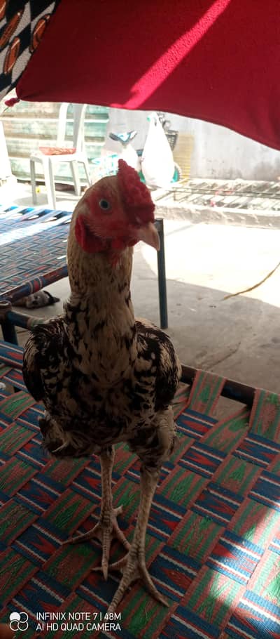 mainwalo java aseel