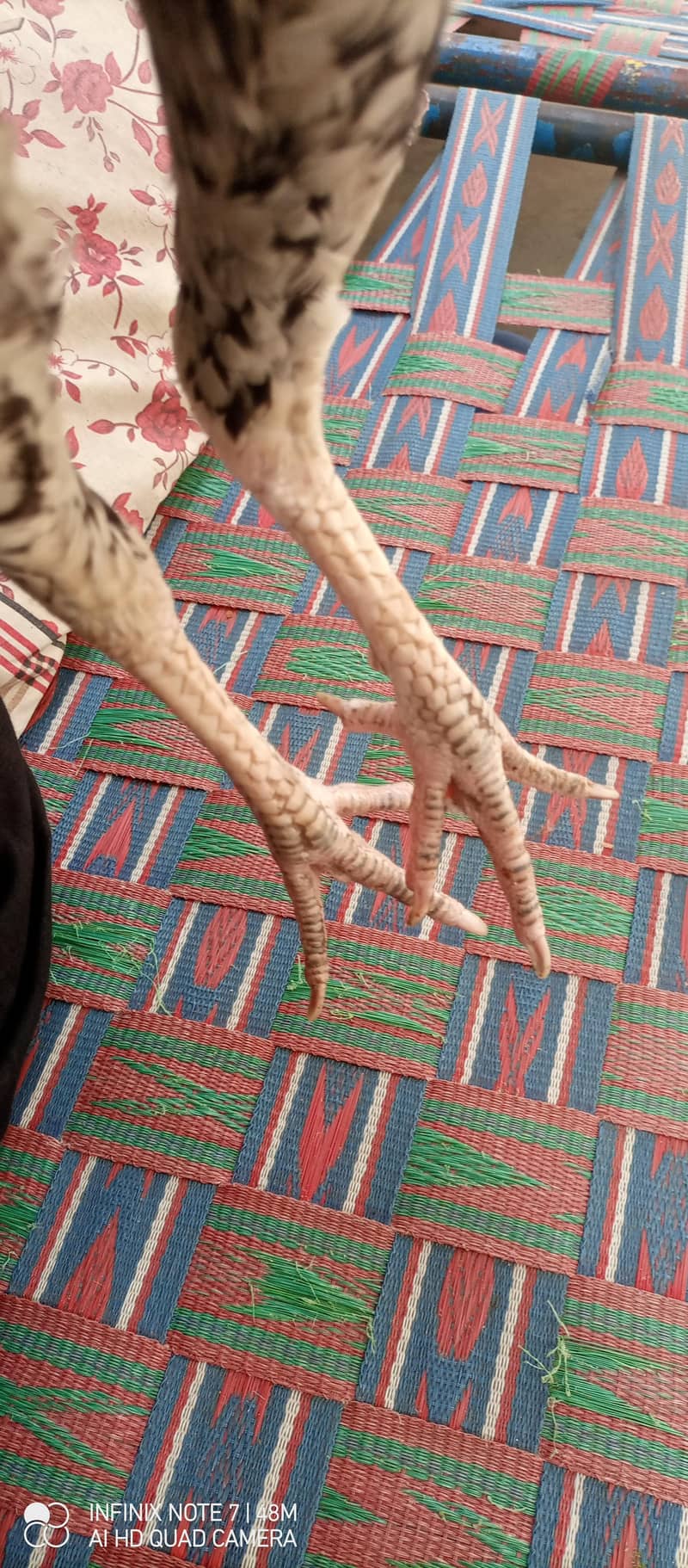 mainwalo java aseel 1