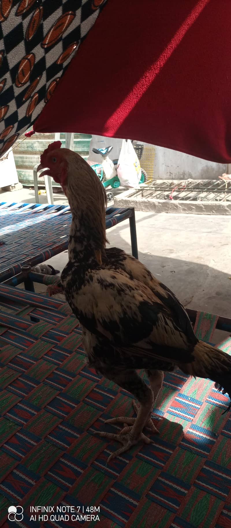 mainwalo java aseel 3
