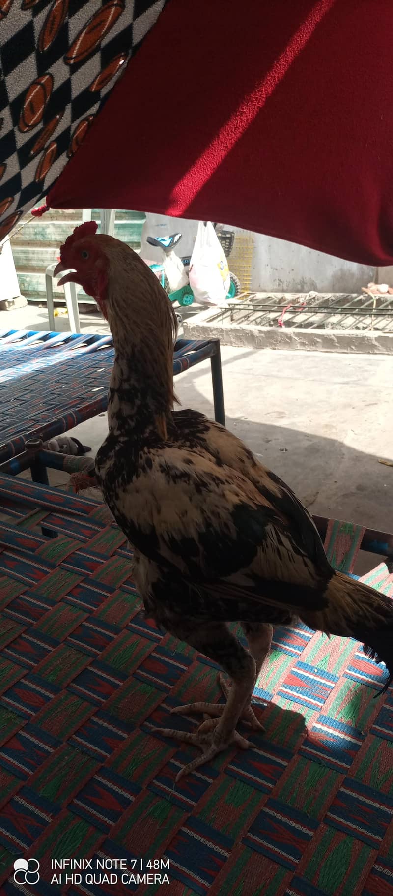 mainwalo java aseel 4