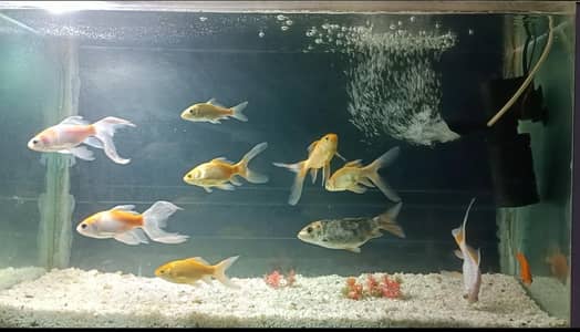 fish tank aquarium