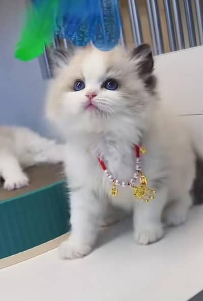 Persian cats My WhatsApp 03463968260 //@&$£^€÷§£√£¥¢
