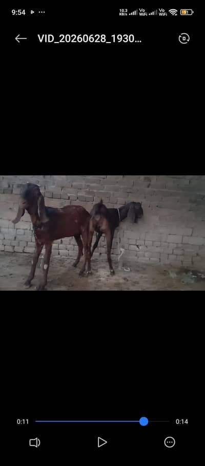 3 goat for sale