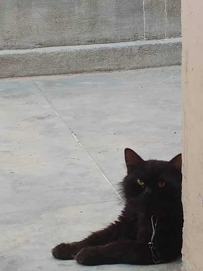 american cat