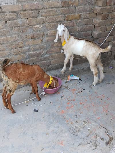 Goat Baby Male And Female