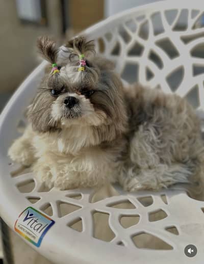 Imported High Quality Male Shishtzu | JACK