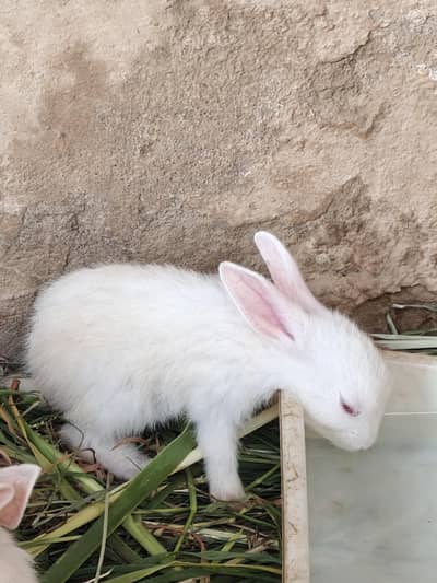 angora rabbits for sell
