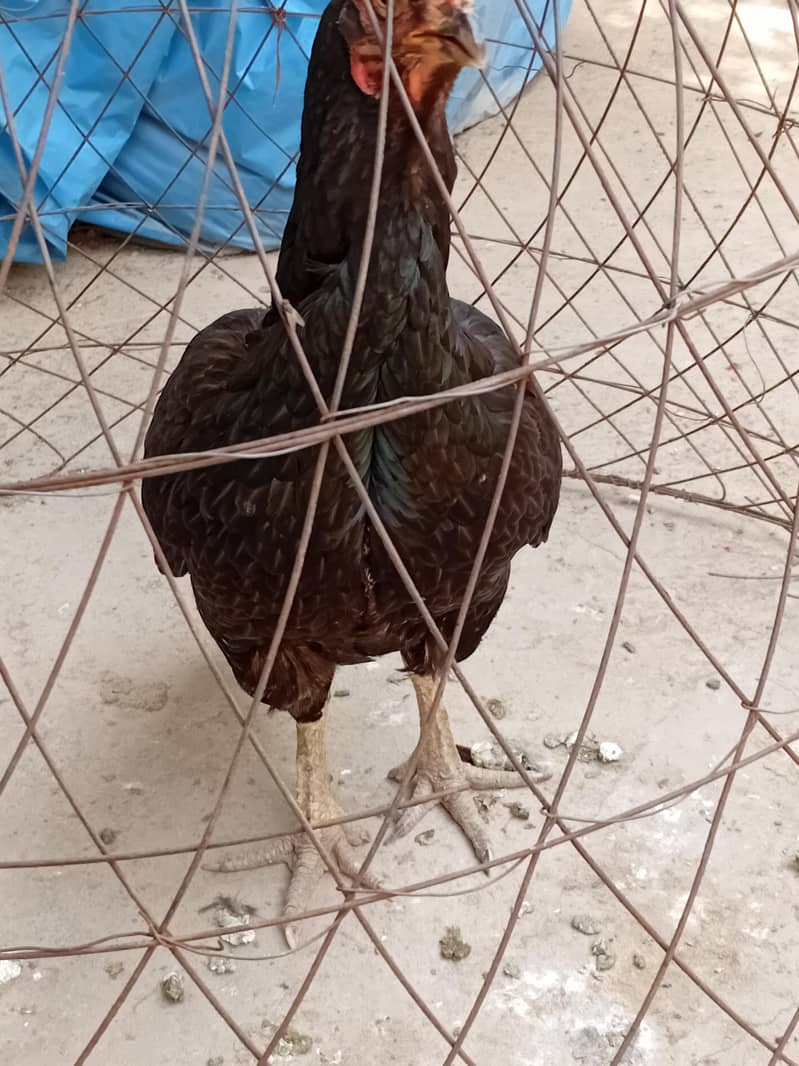 Mushki Choras nali 9