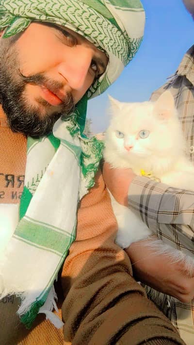 cats. s