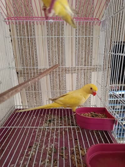 Beautiful Yellow Lutino Parrot For Sale