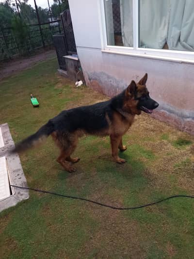 Dogs for Sale German shepherd