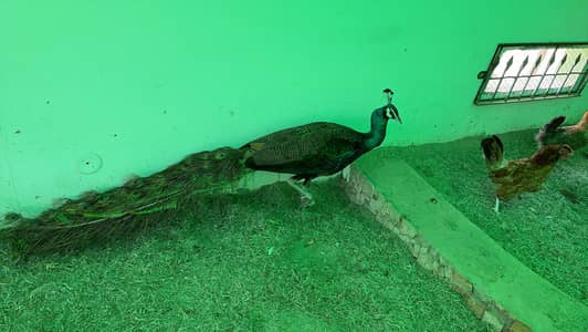 peacocks pair for sale