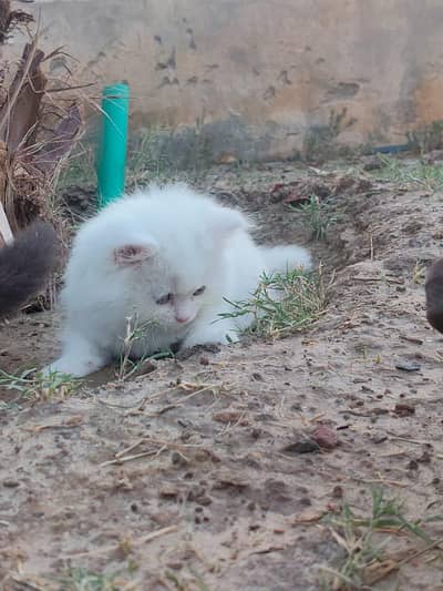 Persian Kitttens Well Trained