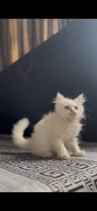 Persian Kittens 3 male for Sale urgent.