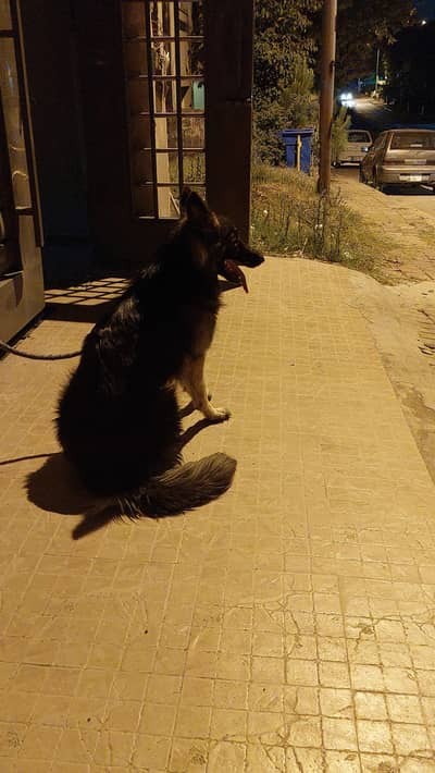 german shepherd female pure double coat