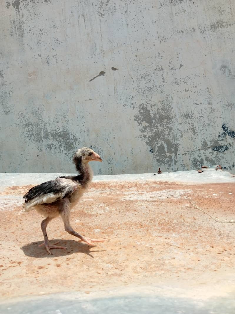aseel chicks 2