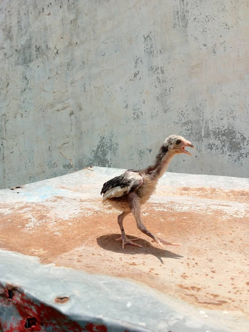 aseel chicks 3