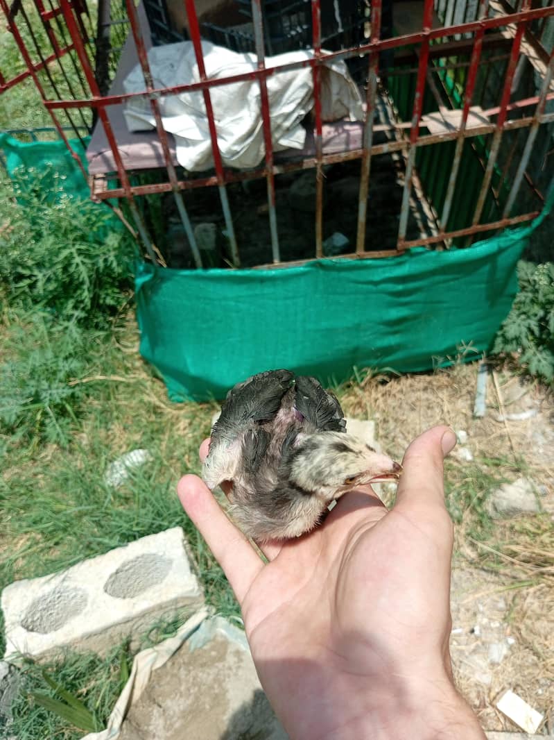 aseel chicks 5
