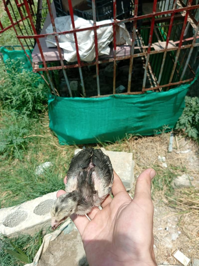 aseel chicks 6