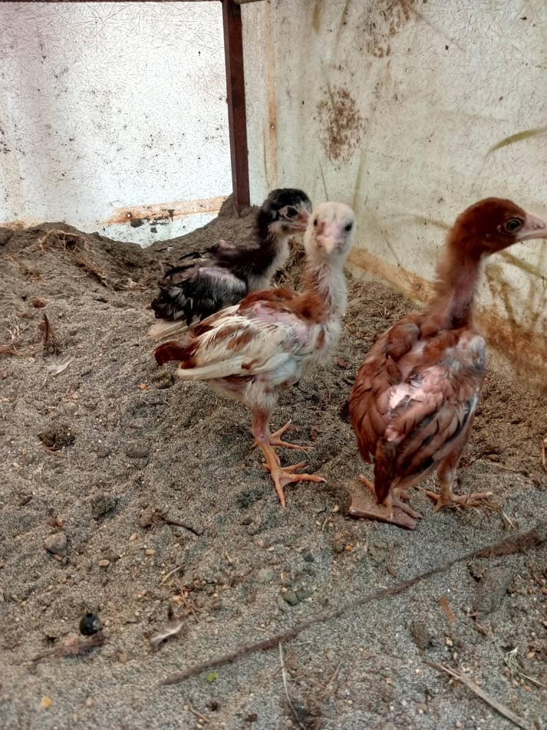 aseel chicks 7