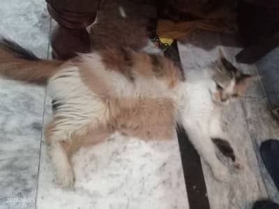 Persian cat for sale