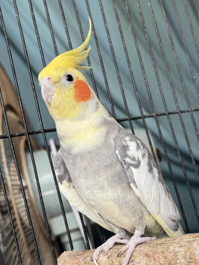 cocktail male